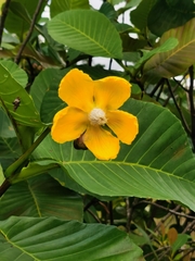 Dillenia suffruticosa