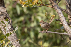 Cisticola aberrans