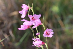 Gladiolus brachyphyllus