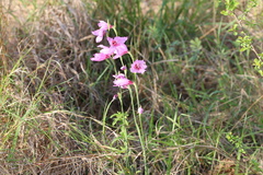 Gladiolus brachyphyllus