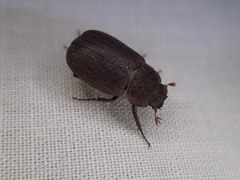 Maechidius crenaticollis