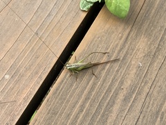 Conocephalus exemptus