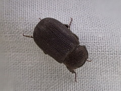 Maechidius crenaticollis