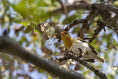 Anaplectes rubriceps rubriceps
