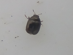 Ditropidus compactus