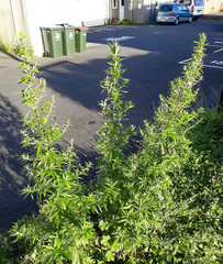 Artemisia verlotiorum
