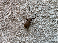 Mesechthistatus binodosus