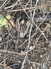 Stenocercus guentheri