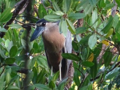 Cochlearius