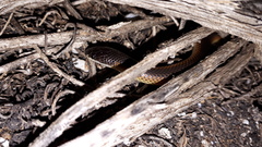 Suta nigriceps