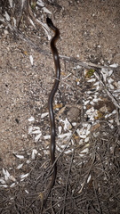 Suta nigriceps