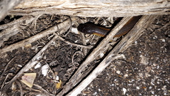 Suta nigriceps