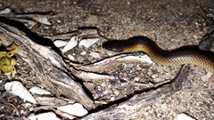 Suta nigriceps