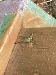 Conocephalus exemptus