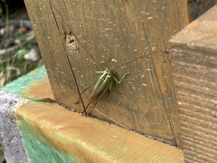 Conocephalus exemptus