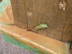 Conocephalus exemptus