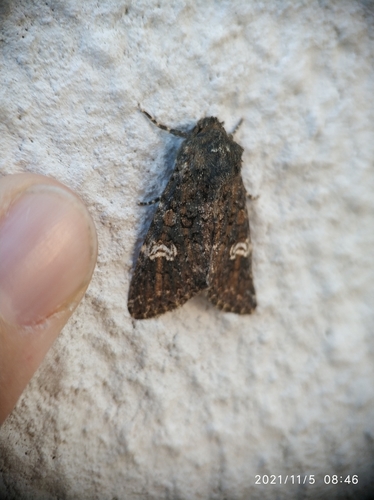 Polymixis serpentina