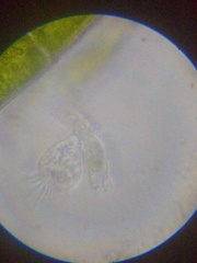 Strobilidium caudatum