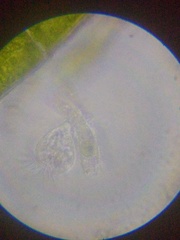 Strobilidium caudatum