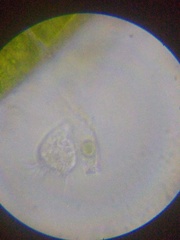 Strobilidium caudatum