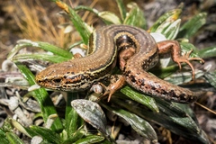 Oligosoma burganae