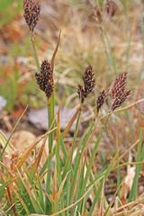 Carex bella