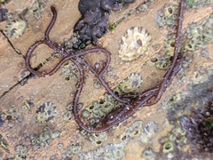 Nemalion elminthoides