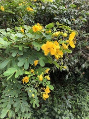 Senna bicapsularis