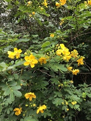 Senna bicapsularis