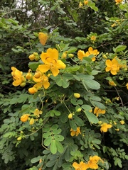 Senna bicapsularis
