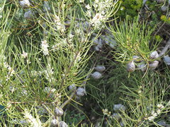 Hakea lissosperma