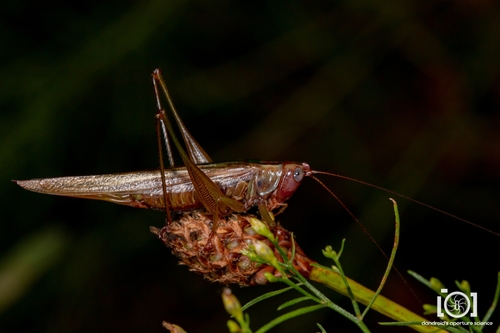 Military Meadow Katydid