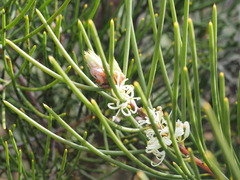 Hakea lissosperma