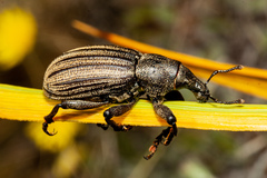 Lyperobius barbarae