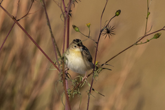 Cisticola juncidis terrestris