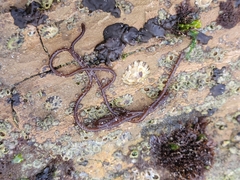 Nemalion elminthoides