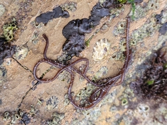 Nemalion elminthoides