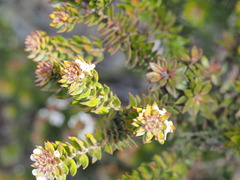 Westringia rubiifolia