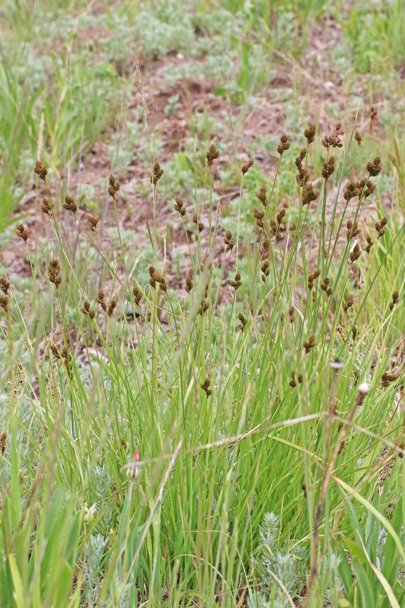 Carex egglestonii