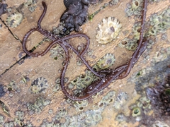 Nemalion elminthoides