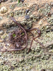 Nemalion elminthoides