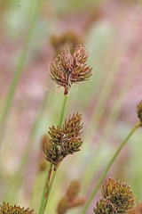 Carex egglestonii