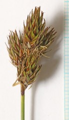 Carex egglestonii