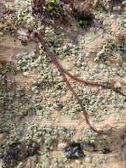 Nemalion elminthoides