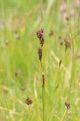 Carex luzulina ablata