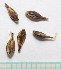 Carex luzulina ablata