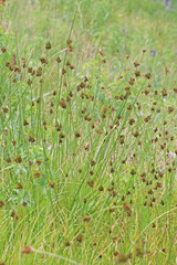 Carex microptera
