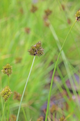 Carex microptera