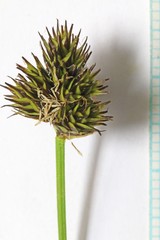 Carex microptera