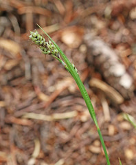 Carex bella